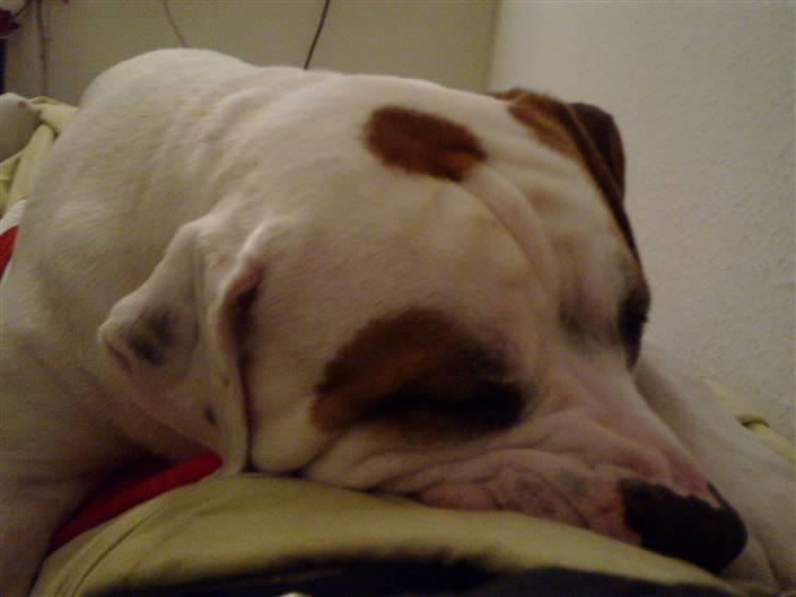 Amerikansk bulldog Kaine - Bebehunden<3 billede 19