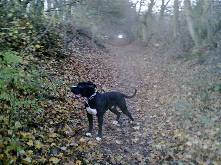 Blanding af racer Santos  R.I.P billede 12