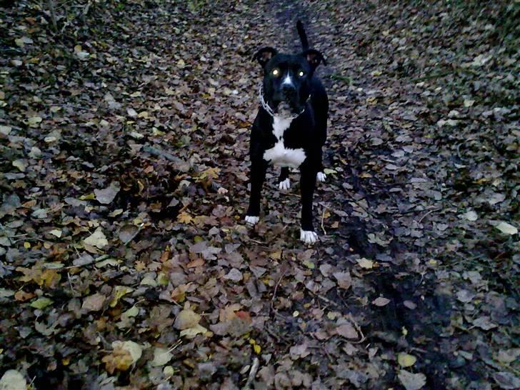 Blanding af racer Santos  R.I.P billede 13