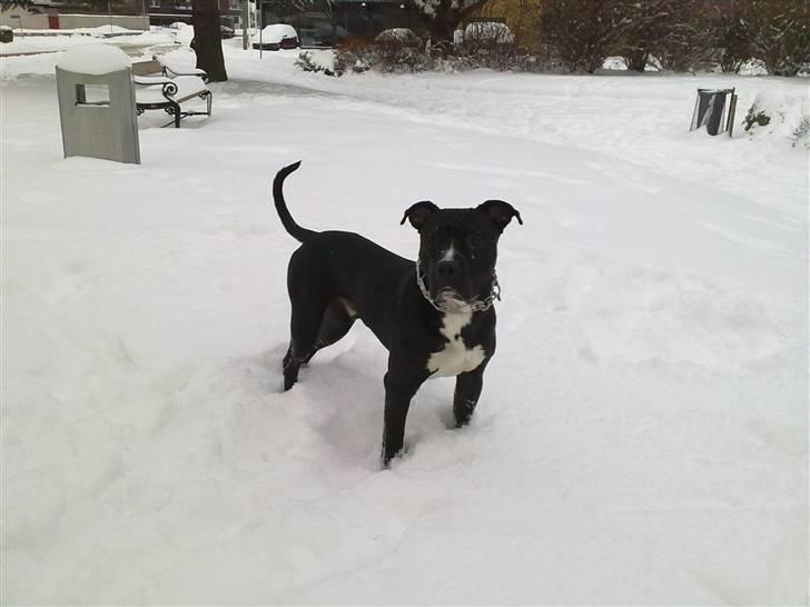 Blanding af racer Santos  R.I.P billede 14