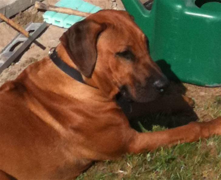 Rhodesian ridgeback Qato - Qato 9 mdr. satdig for lækker billede 1