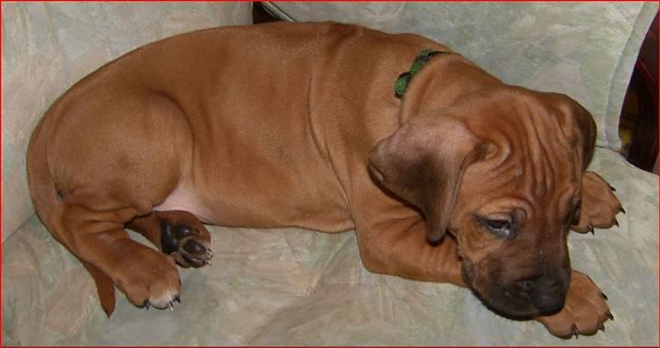 Rhodesian ridgeback Qato billede 2