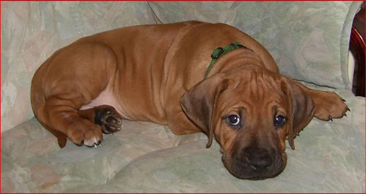Rhodesian ridgeback Qato billede 3