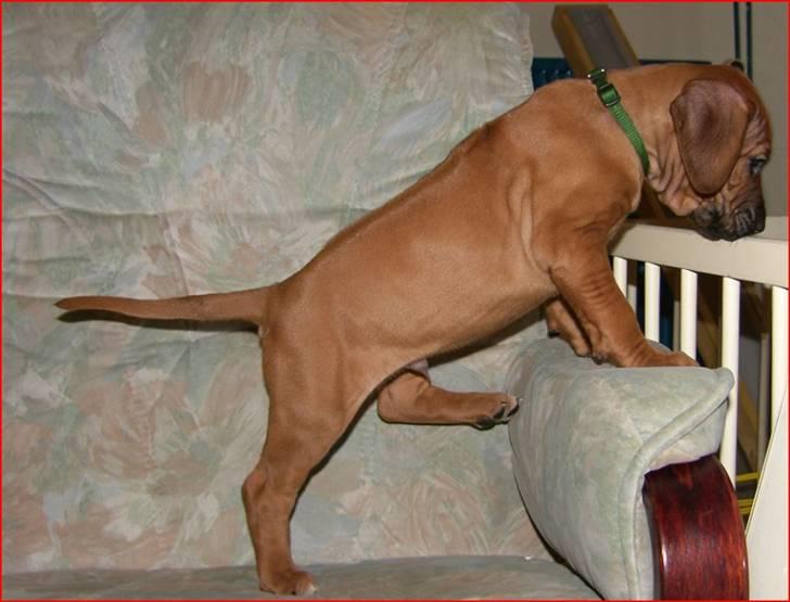 Rhodesian ridgeback Qato billede 4
