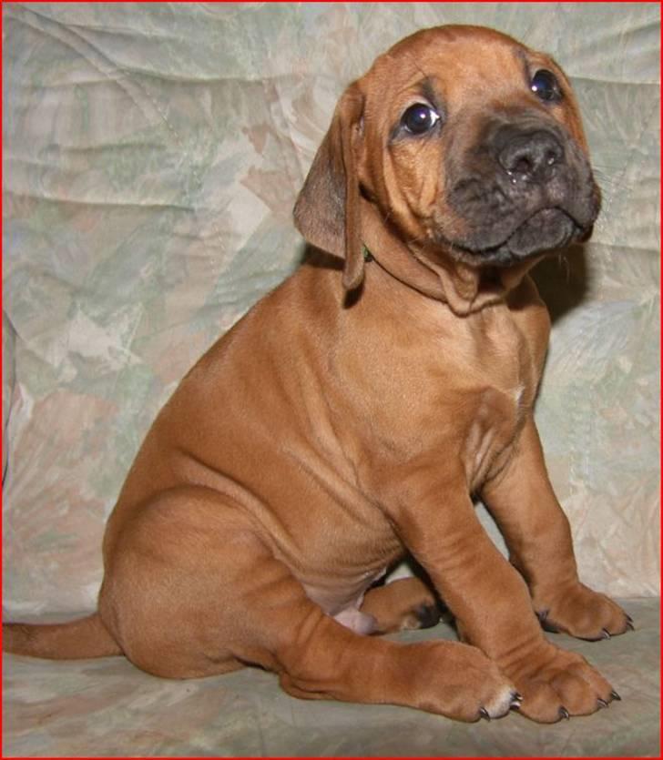 Rhodesian ridgeback Qato billede 5
