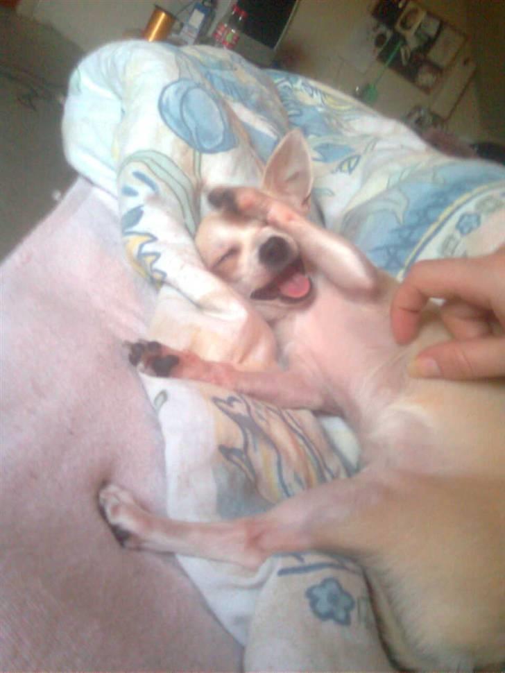 Chihuahua Bibi - ihh det dejligt moar billede 11