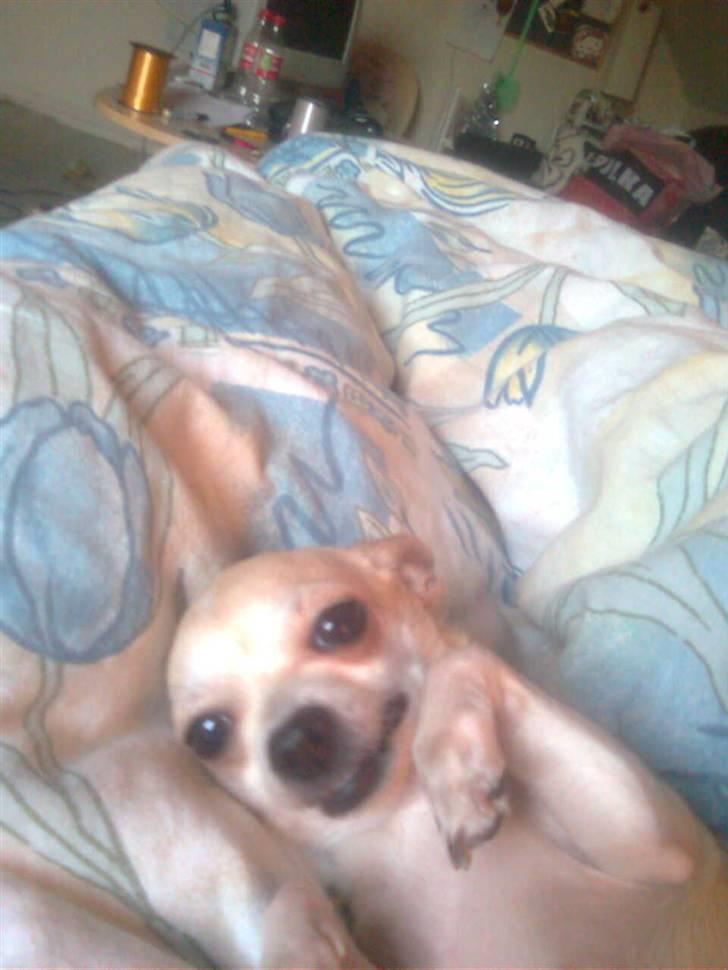 Chihuahua Bibi - hihihih billede 12