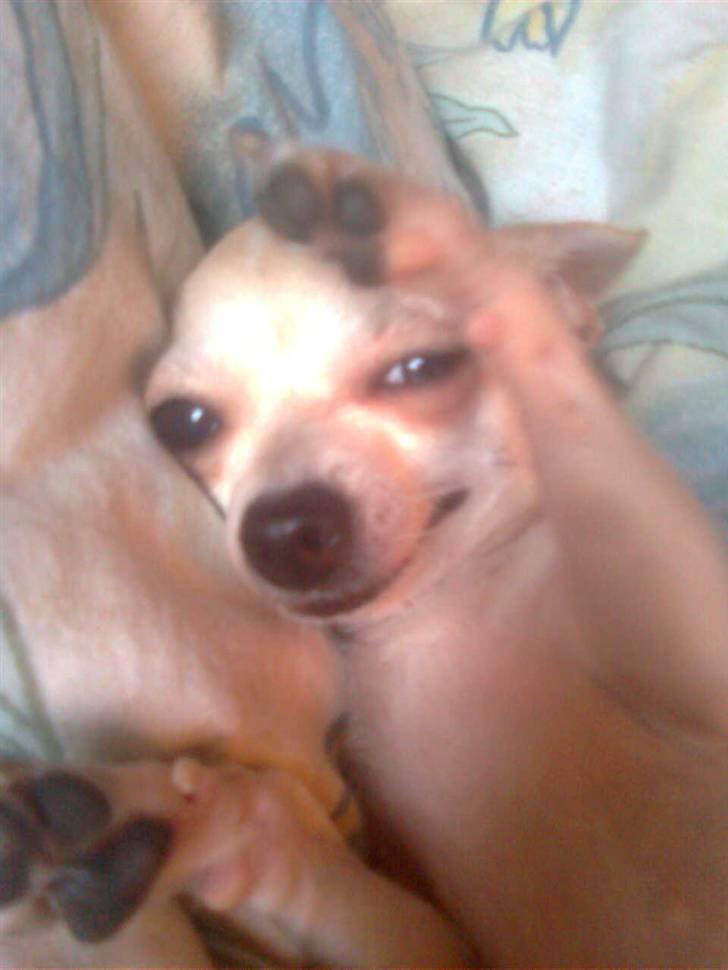 Chihuahua Bibi - se hvor fjoget jeg kan se ud :D<3 billede 13