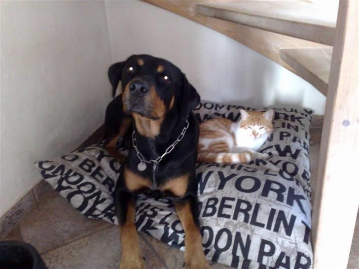 Blanding af racer Baloo billede 2