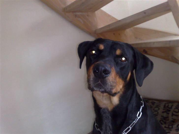 Blanding af racer Baloo billede 3