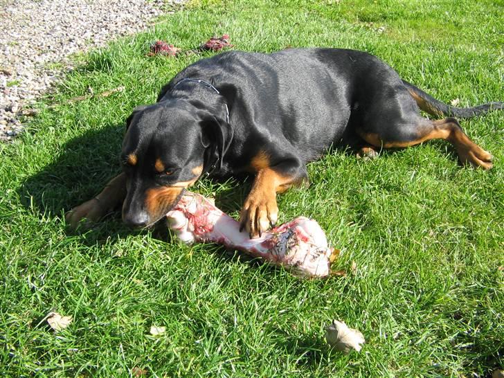 Blanding af racer Baloo billede 4