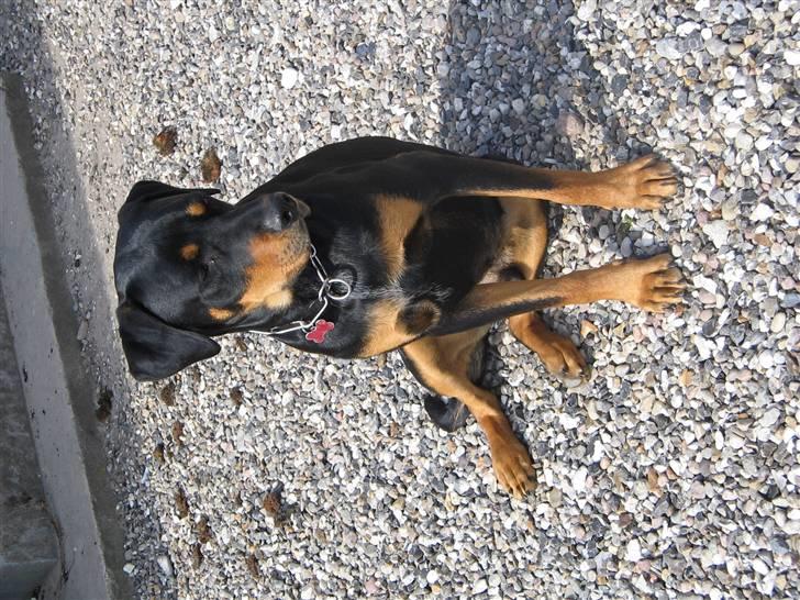 Blanding af racer Baloo billede 5