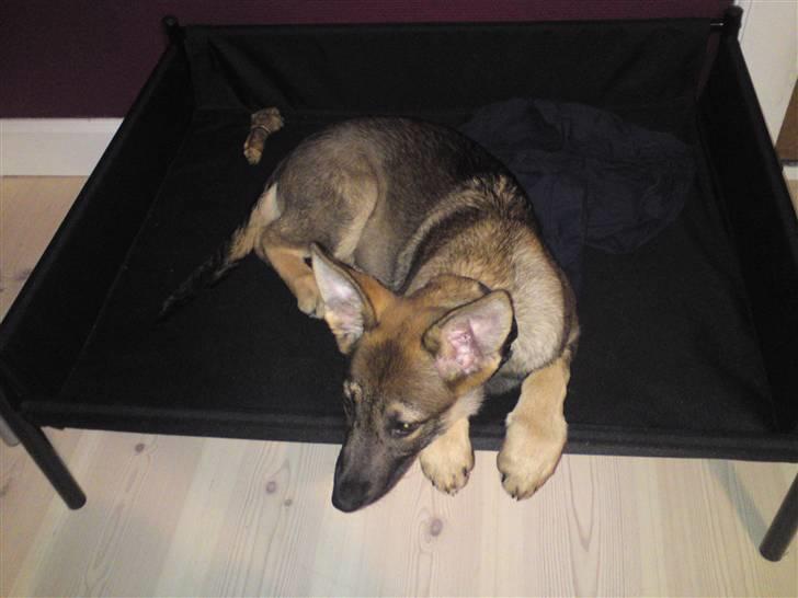 Schæferhund Dina billede 10