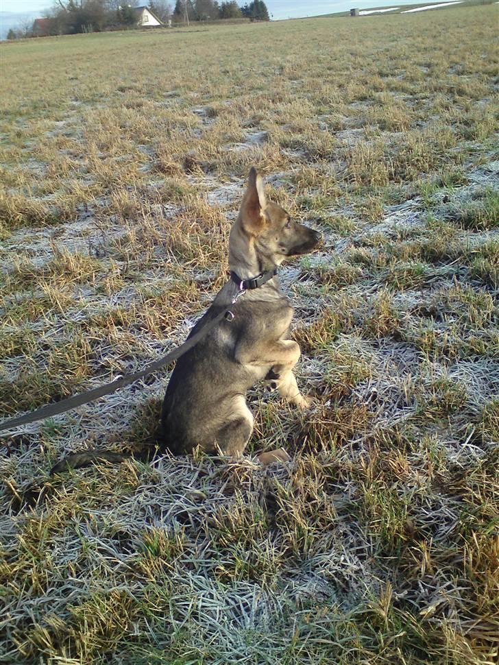 Schæferhund Dina billede 11