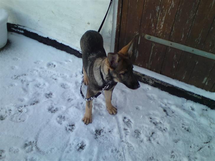 Schæferhund Dina billede 12