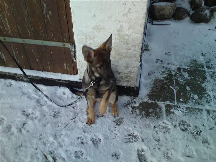 Schæferhund Dina billede 13