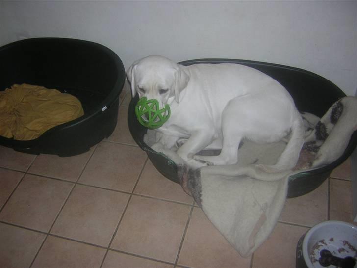 Labrador retriever oskar billede 22