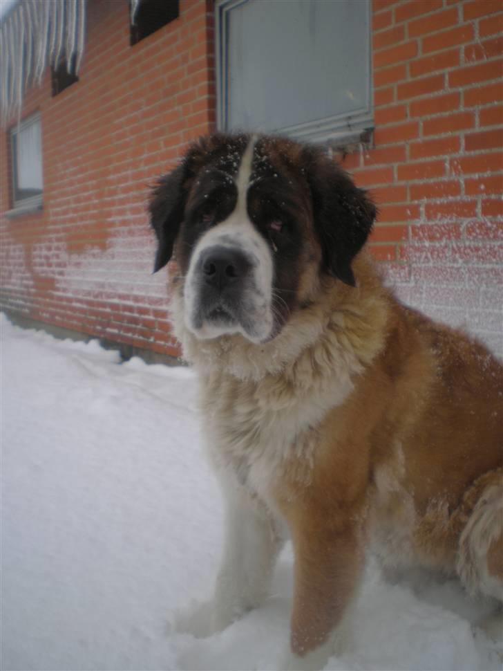 Sankt bernhardshund Meyhoff Carola-Patricia - Velkommen til Cleos profil :)   Jul 09. billede 1