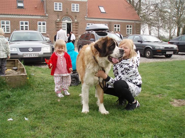 Sankt bernhardshund Meyhoff Carola-Patricia - Til min søsters konfirmation - mig der holder hende.   April 08. billede 2