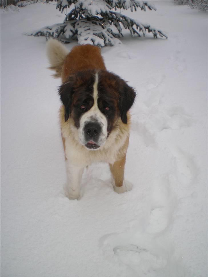 Sankt bernhardshund Meyhoff Carola-Patricia - Hvor er hun sød :D!   Jul 09. billede 3