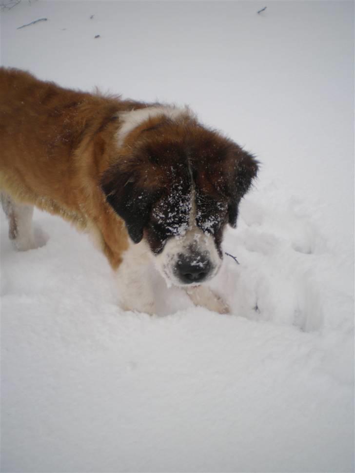 Sankt bernhardshund Meyhoff Carola-Patricia - Sweet.   Jul 09. billede 4