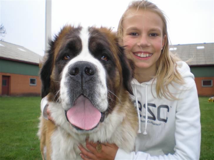 Sankt bernhardshund Meyhoff Carola-Patricia - Min veninde og Cleo - længe, længe siden!    billede 5