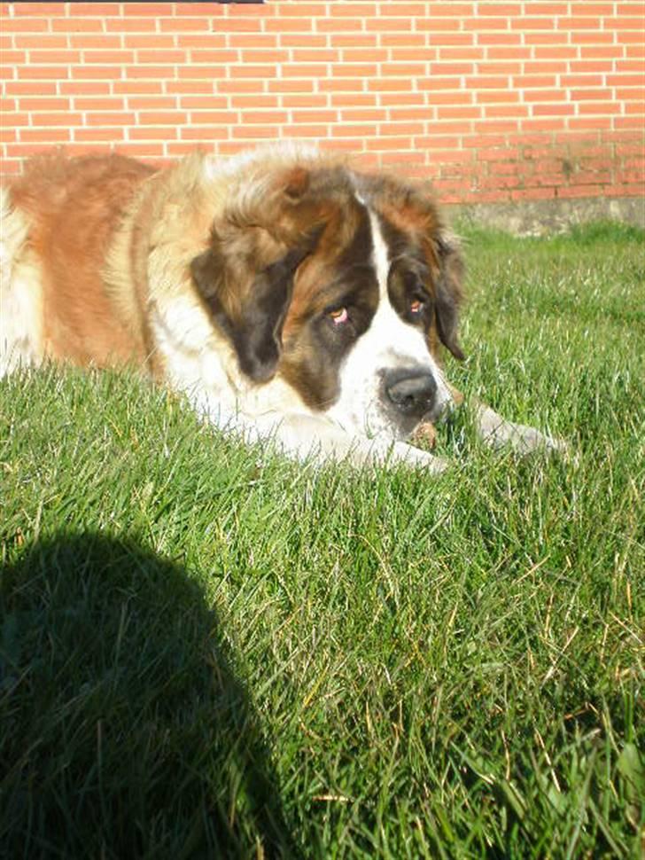 Sankt bernhardshund Meyhoff Carola-Patricia - Doggiiii!    Engang i 08 I think. billede 6