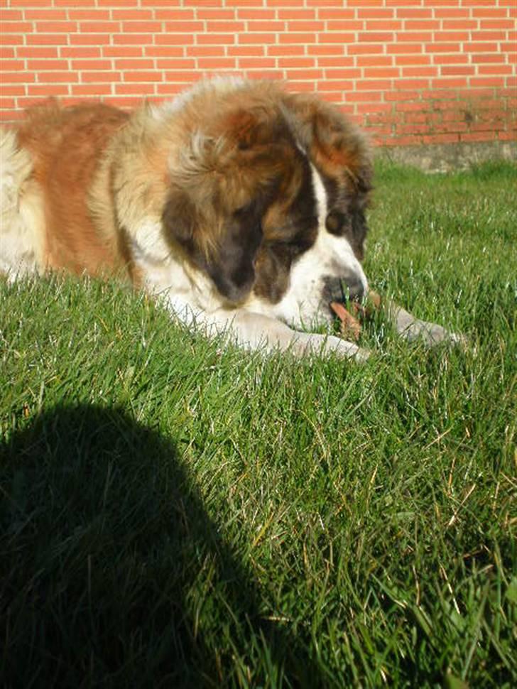 Sankt bernhardshund Meyhoff Carola-Patricia - Engang i 08 tror jeg. billede 7