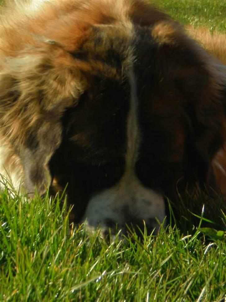 Sankt bernhardshund Meyhoff Carola-Patricia - Måske ikke et godt billede - men alligevel ret sødt!   08. billede 8