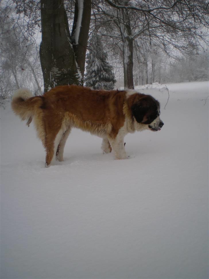 Sankt bernhardshund Meyhoff Carola-Patricia - Jul 09. billede 9