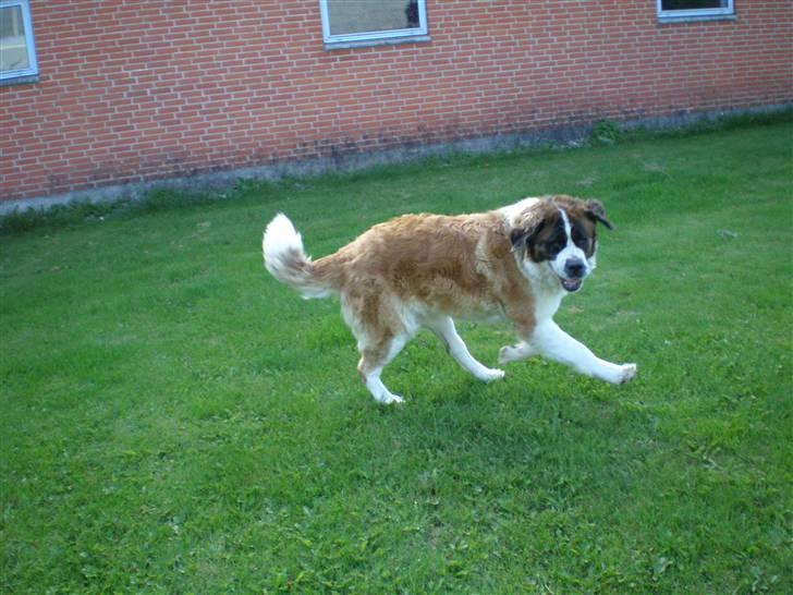 Sankt bernhardshund Meyhoff Carola-Patricia - Gaaammelt billed. Men der er fut i hende :D billede 10