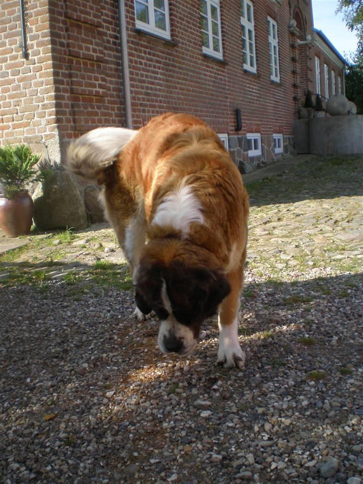 Sankt bernhardshund Meyhoff Carola-Patricia - Hun er nu sød.   08. billede 11