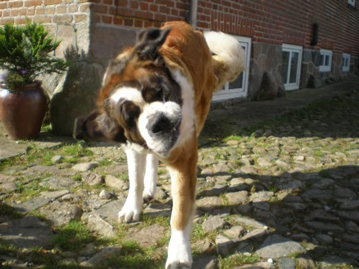 Sankt bernhardshund Meyhoff Carola-Patricia - Haha!:D   08. billede 12