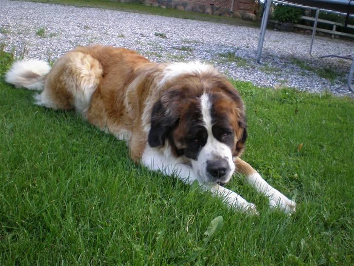 Sankt bernhardshund Meyhoff Carola-Patricia - 08. billede 13