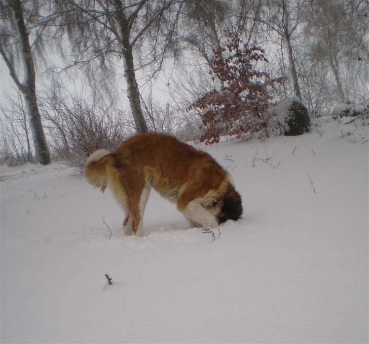 Sankt bernhardshund Meyhoff Carola-Patricia - Hun undersøger hvad der mon nu er under sneen? xD  Jul 09. billede 14