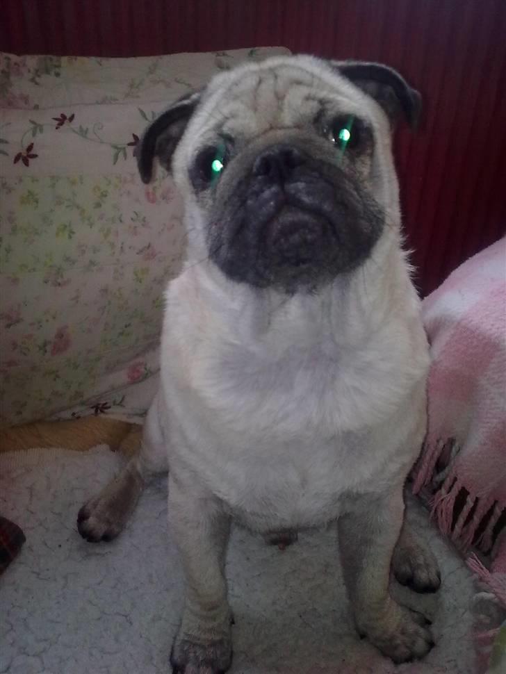 Mops Stig Helmer Himmelhund. - Stig Helmer . Nytår 2010. billede 1