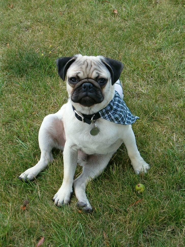 Mops Stig Helmer Himmelhund. - Stig Helmer i haven billede 2