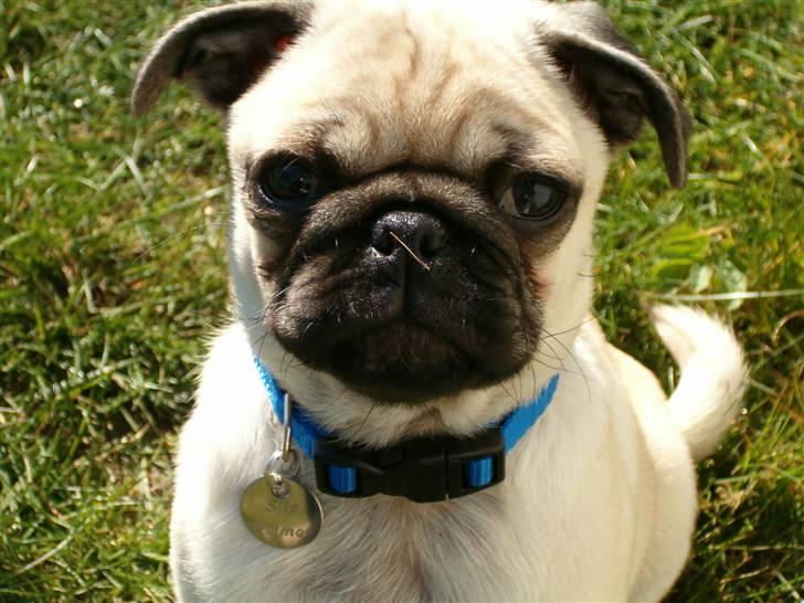 Mops Stig Helmer Himmelhund. - Stig Helmer !! billede 3