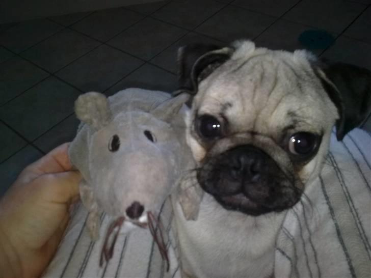 Mops Stig Helmer Himmelhund. - Stig Helmer sammen med hans aller bedste ven- Bent. billede 4