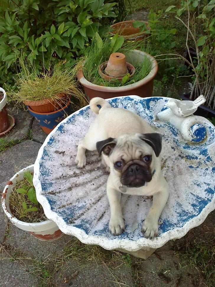 Mops Stig Helmer Himmelhund. - Stig Helmer bliver afkølet i fuglebadet billede 5