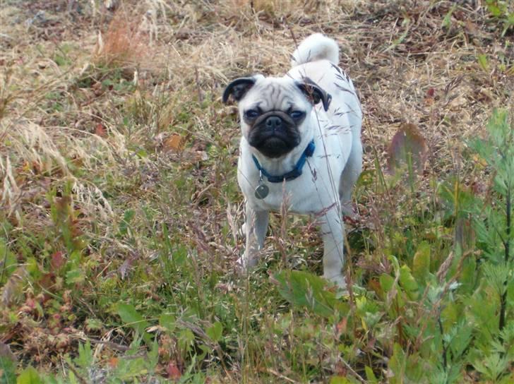Mops Stig Helmer Himmelhund. - Sitg Helmer på tisse tur. billede 6