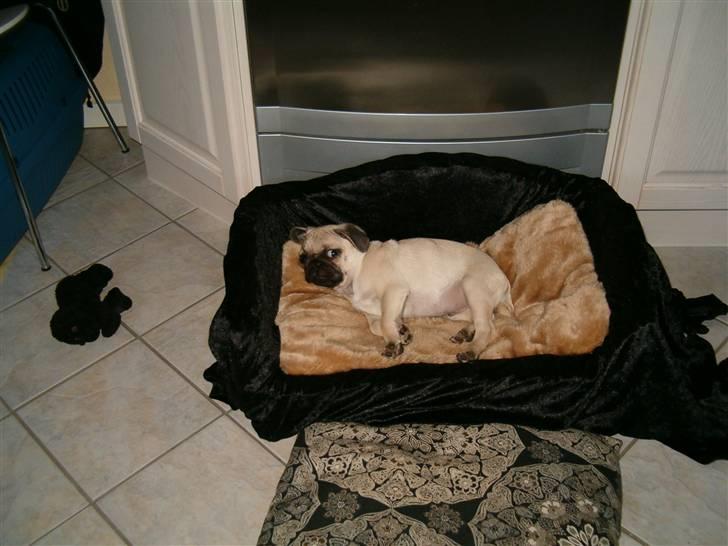 Mops Stig Helmer Himmelhund. billede 7