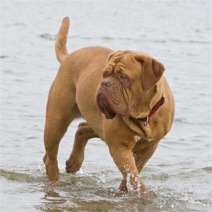 Dogue de bordeaux Doguehill´s Cheri billede 9