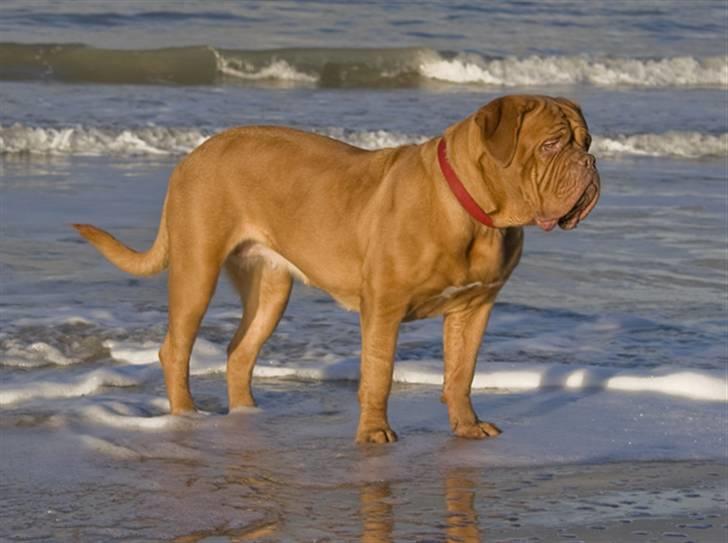 Dogue de bordeaux Doguehill´s Cheri billede 10