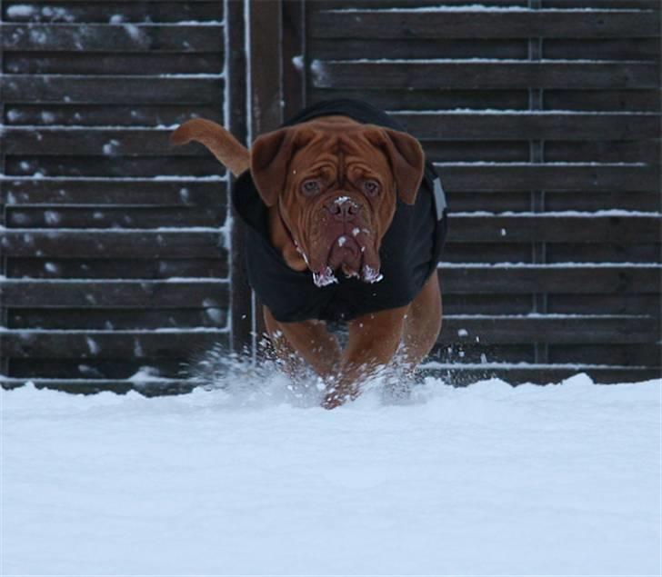 Dogue de bordeaux Doguehill´s Cheri billede 11