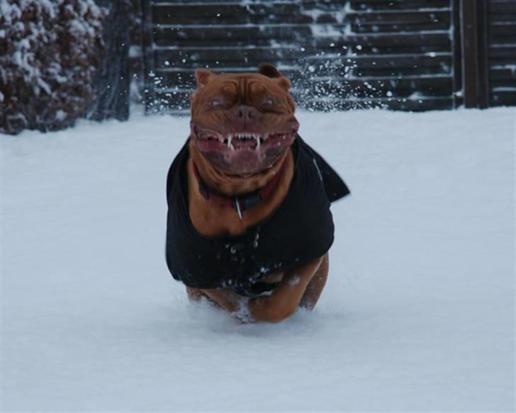 Dogue de bordeaux Doguehill´s Cheri billede 12