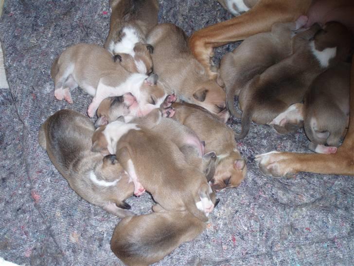 Amerikansk staffordshire terrier player nu med 12 hvalpe billede 15