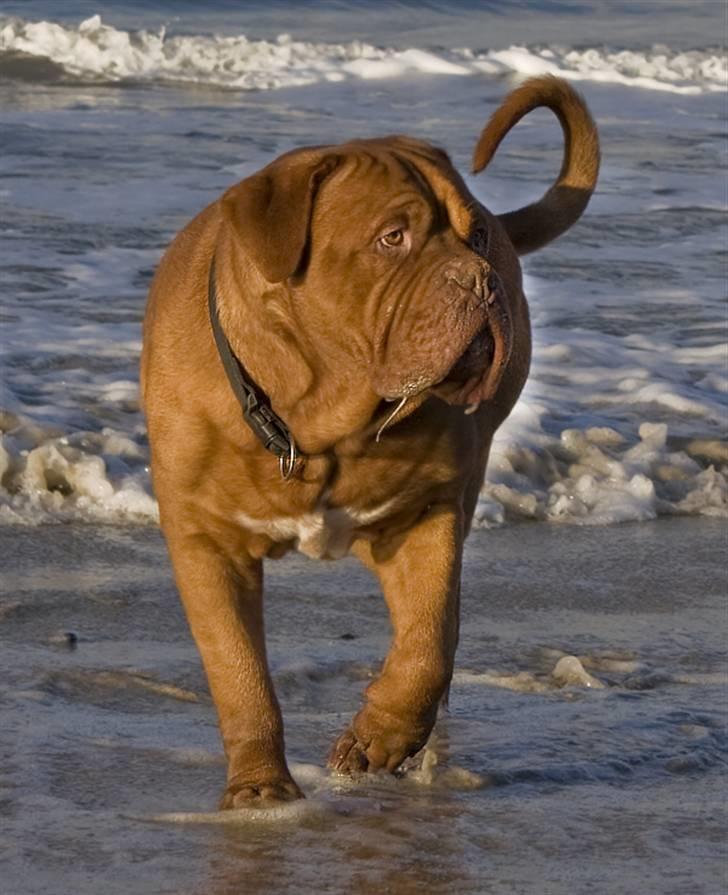 Dogue de bordeaux Jack - R.I.P billede 13