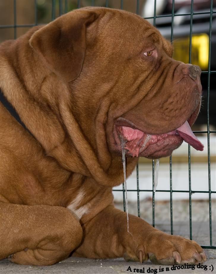 Dogue de bordeaux Jack - R.I.P billede 14