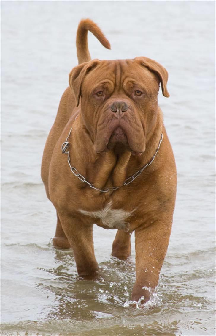 Dogue de bordeaux Jack - R.I.P billede 15